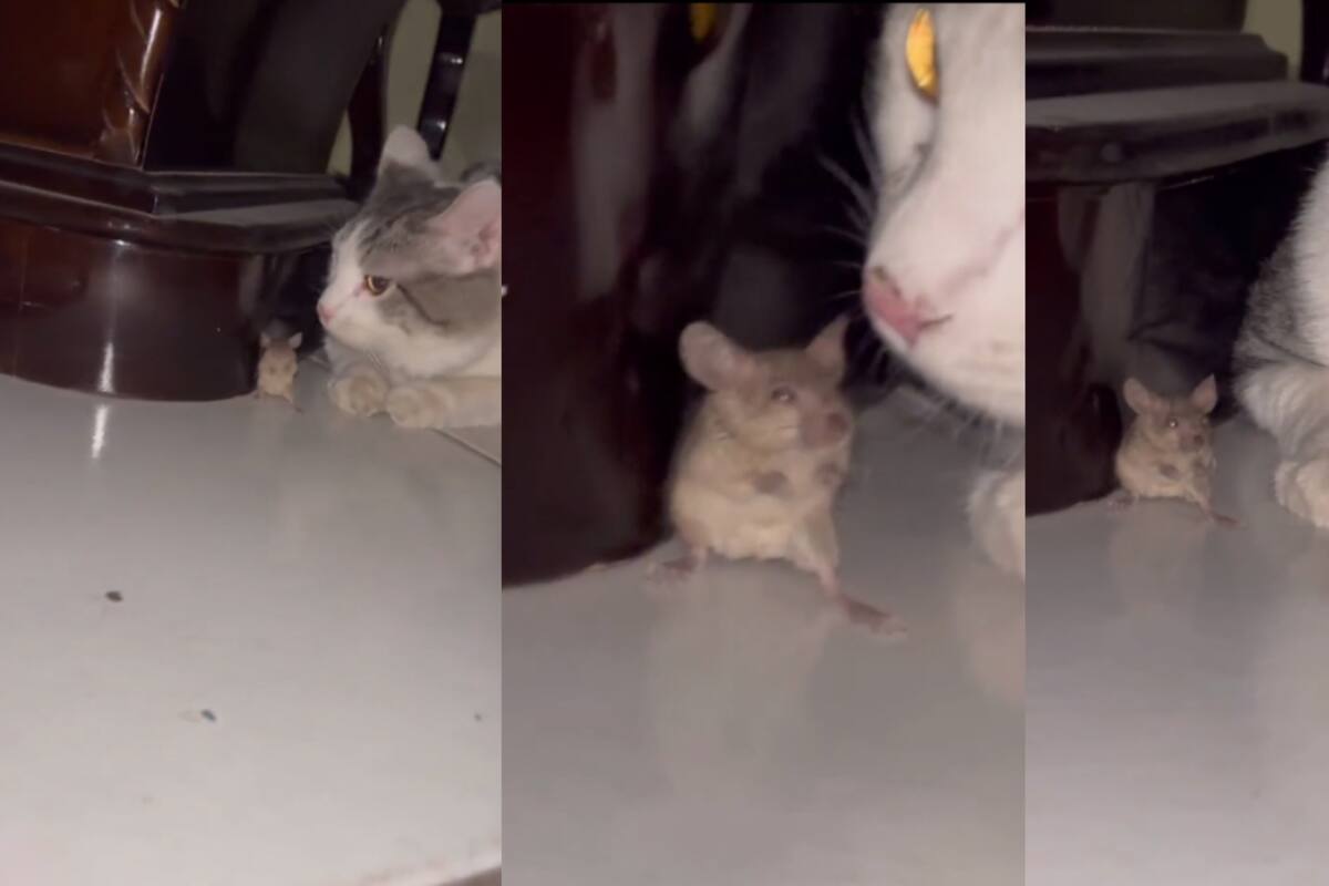 VIRAL | En plena actividad de caza, este gato no se daba cuenta que tenía al ratón enfrente de él