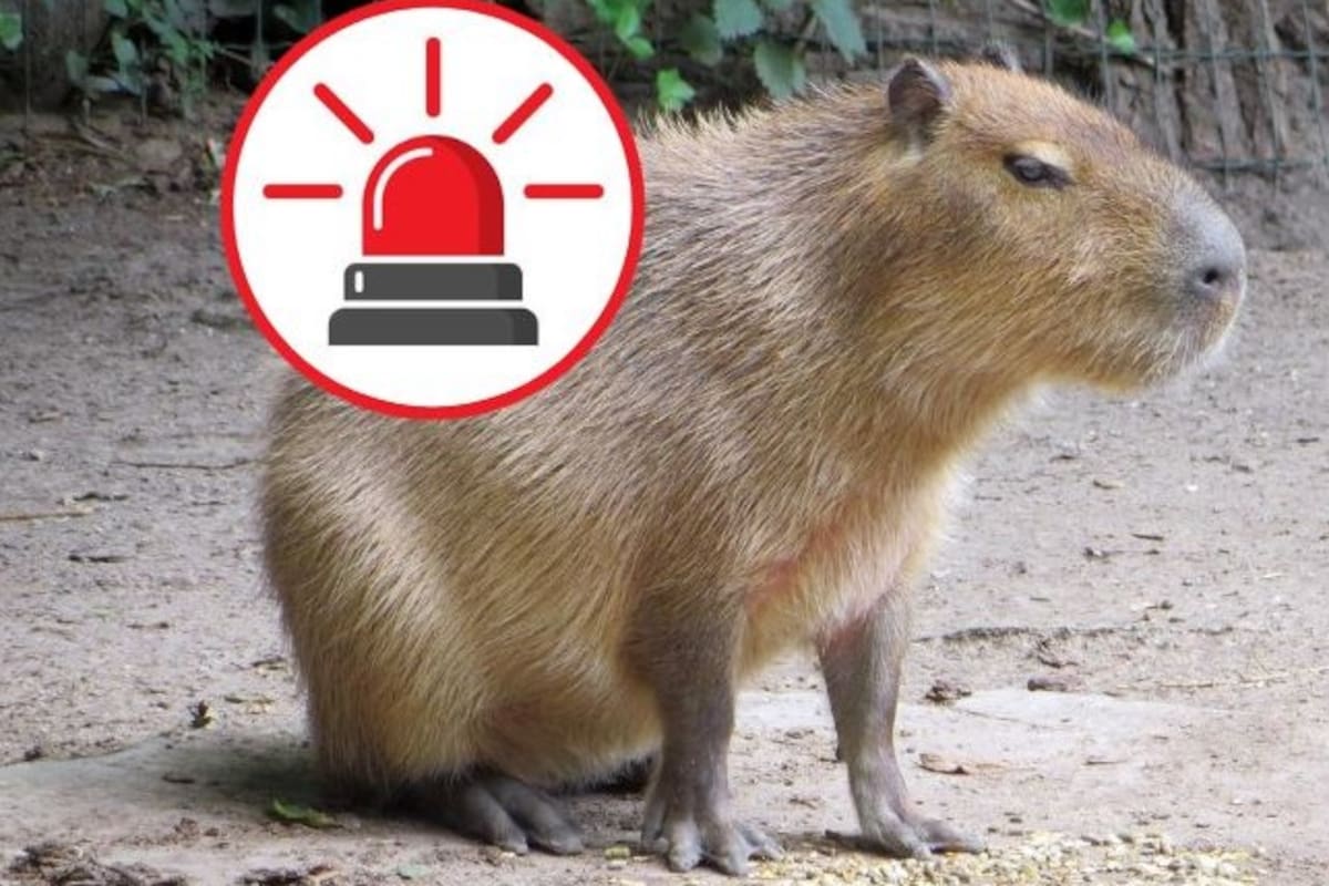 Capibara se escapa (?) del Zoológico de Culiacán