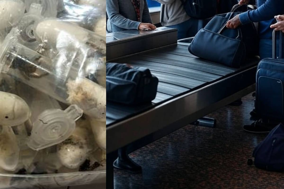 Hallazgo mortal en aeropuerto en Alemania: Encuentran mil 500 crías de tarántula ocultas en cajas de pastel