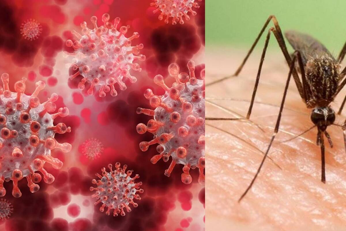“Coronadengue”: Una infección simultánea de dengue y covid que circula en Argentina