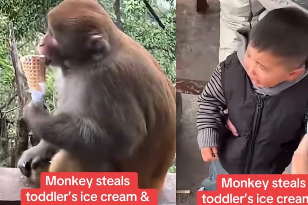 Chimpancé le roba el helado a un niño y se lo come frente a él sin remordimiento alguno