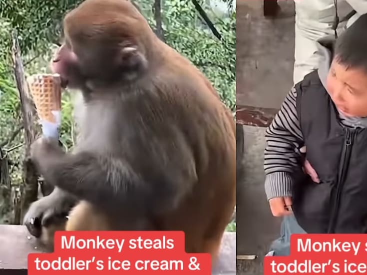 Chimpancé le roba el helado a un niño y se lo come frente a él sin remordimiento alguno