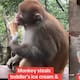 Chimpancé le roba el helado a un niño y se lo come frente a él sin remordimiento alguno