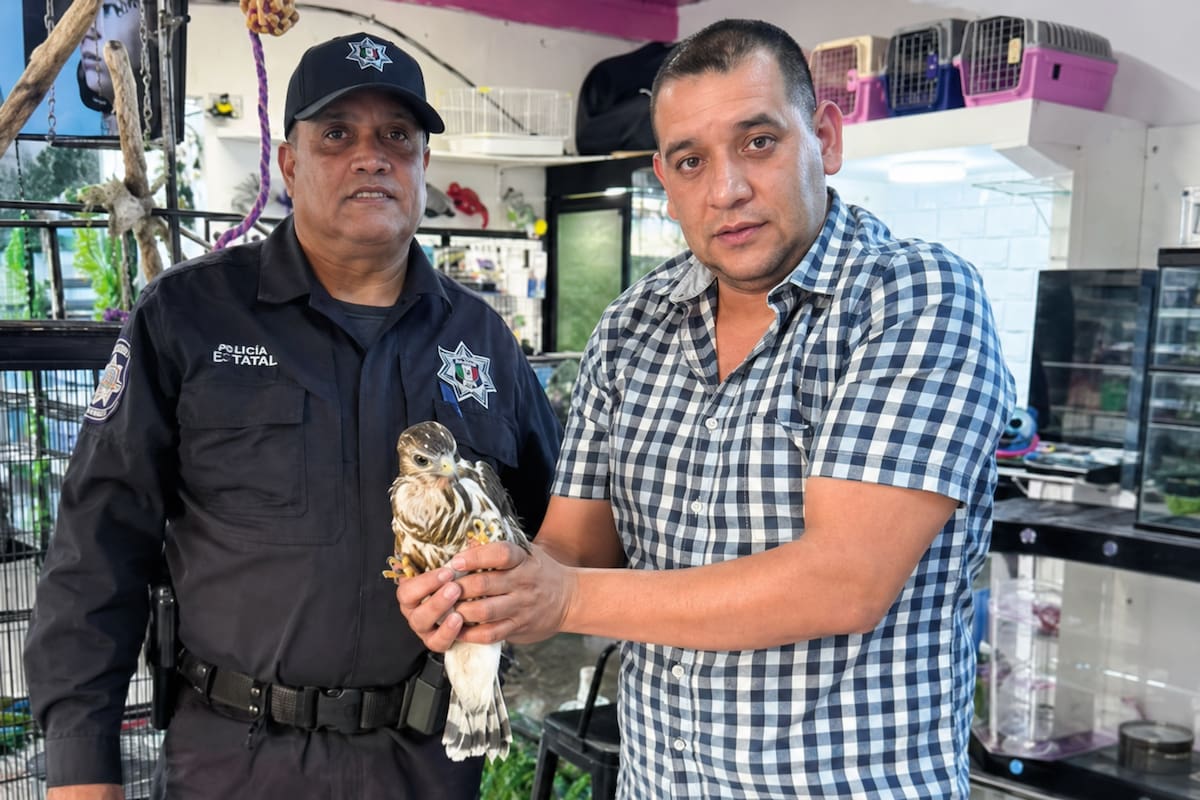 Rescatan a joven halcón en Nogales