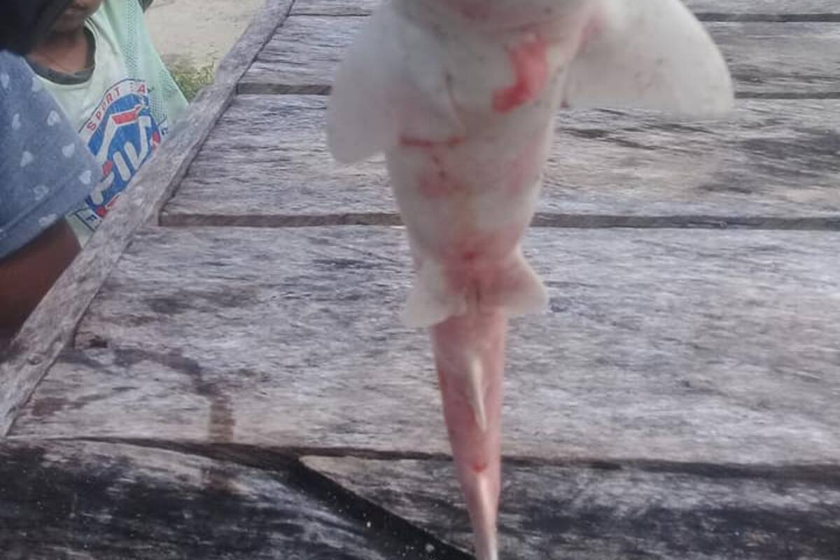Capturan en Indonesia a una extraña cría albina de tiburón con un solo ojo