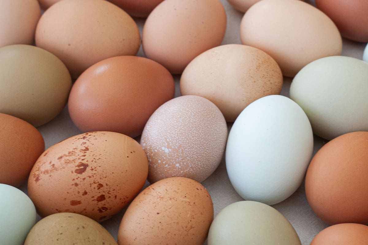 ¿Huevos blancos o marrones? Los expertos aclaran las diferencias