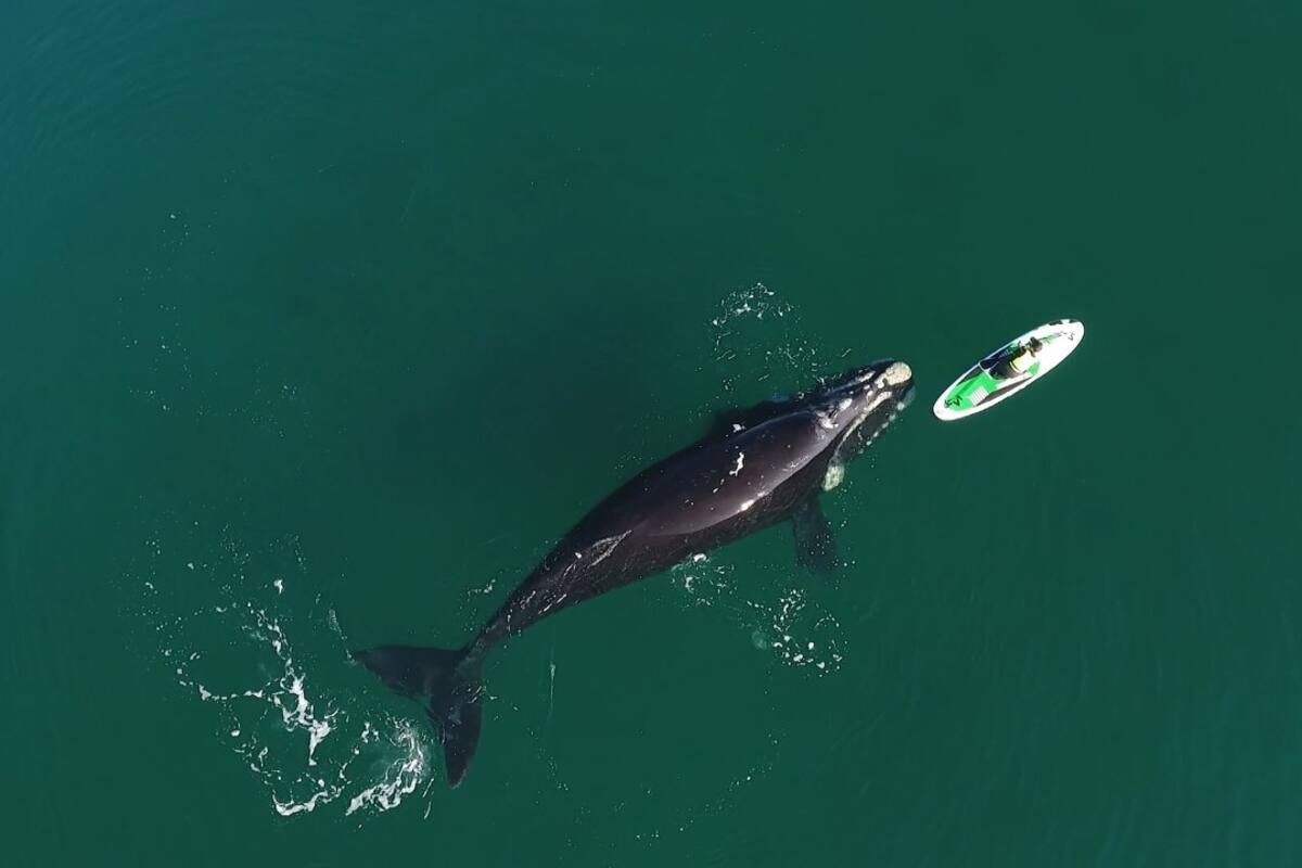 El impresionante video de una ballena "jugando" con una mujer que rema en el sur de Argentina