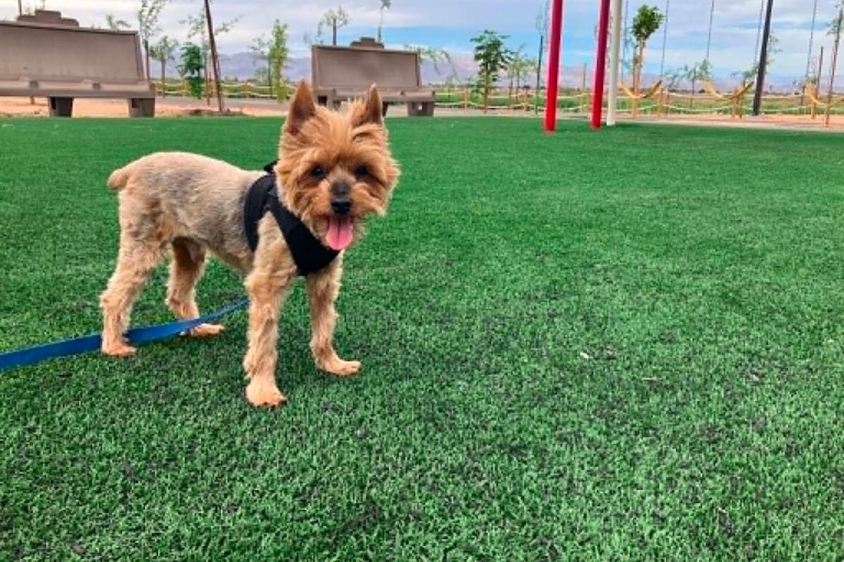 ¿A qué hora es recomendable sacar a pasear a nuestro perrito en época de calor?