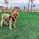 ¿A qué hora es recomendable sacar a pasear a nuestro perrito en época de calor?