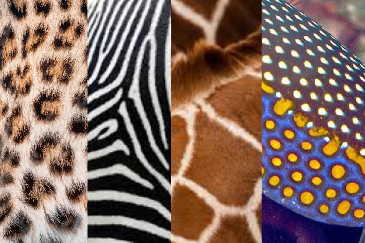 El código oculto detrás de las manchas y rayas del reino animal