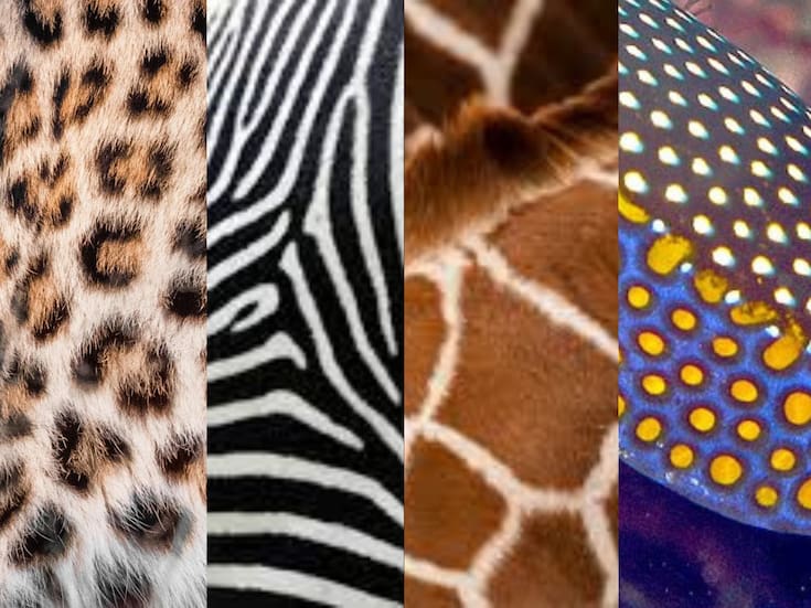 El código oculto detrás de las manchas y rayas del reino animal