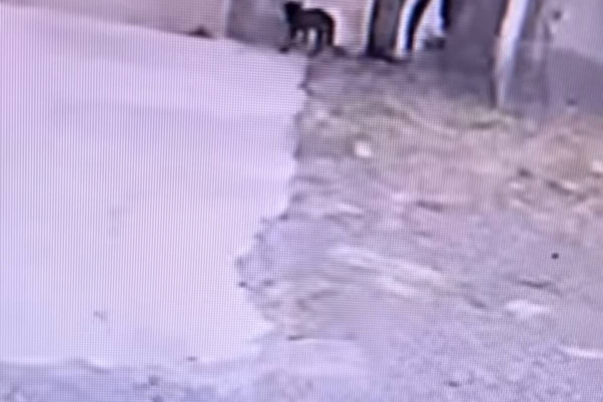 Crece abandono de perritos en albergues de Ensenada