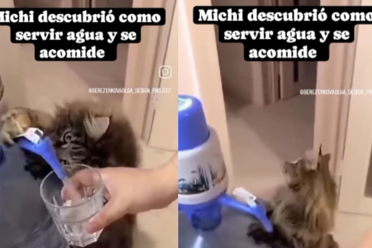 Familia muestra cómo su gato aprendió a servirles agua directamente del garrafón y se vuelve viral