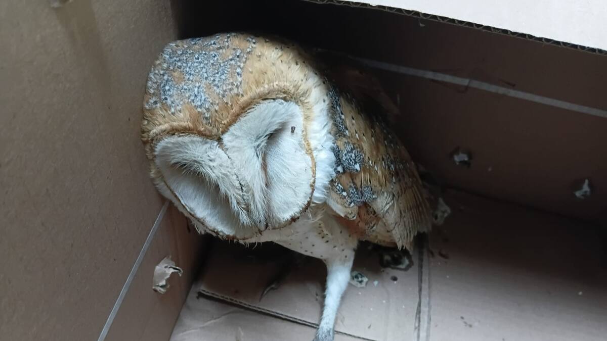 Lechuza lesionada es resguardada por policías tras reporte ciudadano