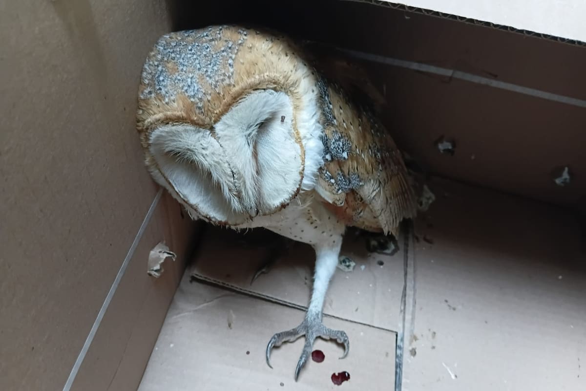 Lechuza lesionada es resguardada por policías tras reporte ciudadano