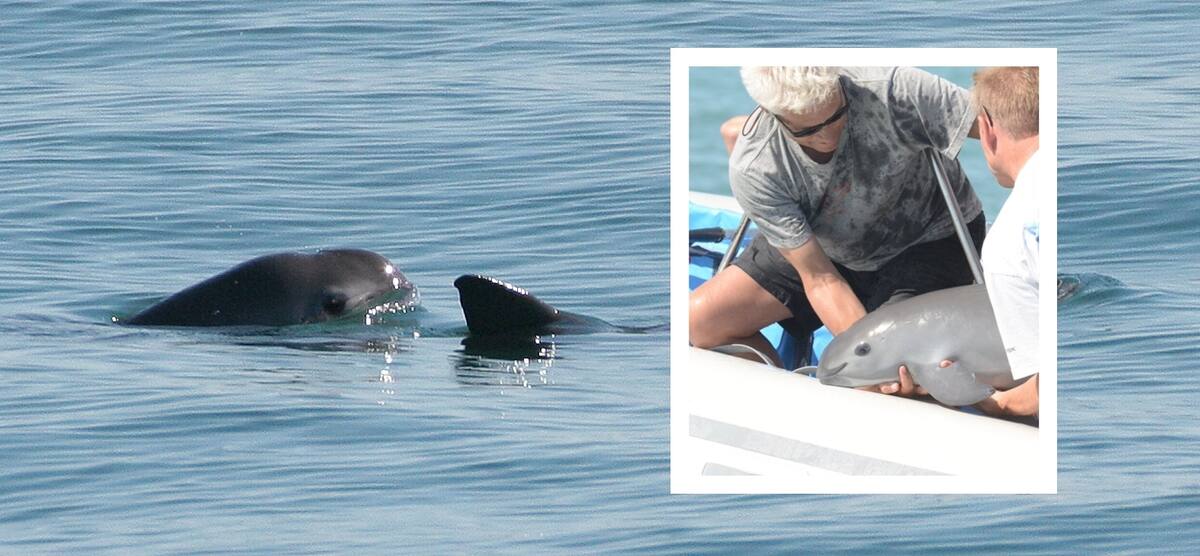 Se estima una población de entre seis y siete ejemplares de Vaquinta Marina en el Golfo de California. FOTO: ESPECIAL/WIKIPEDIA