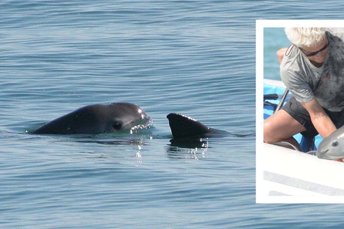 ¿Qué hace Sonora y Baja California para proteger a la vaquita marina?