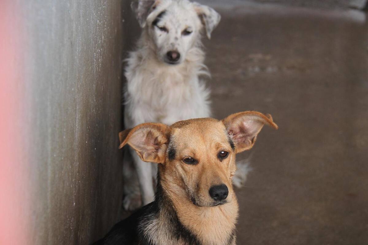 Denuncian al día 15 animales callejeros en Tijuana