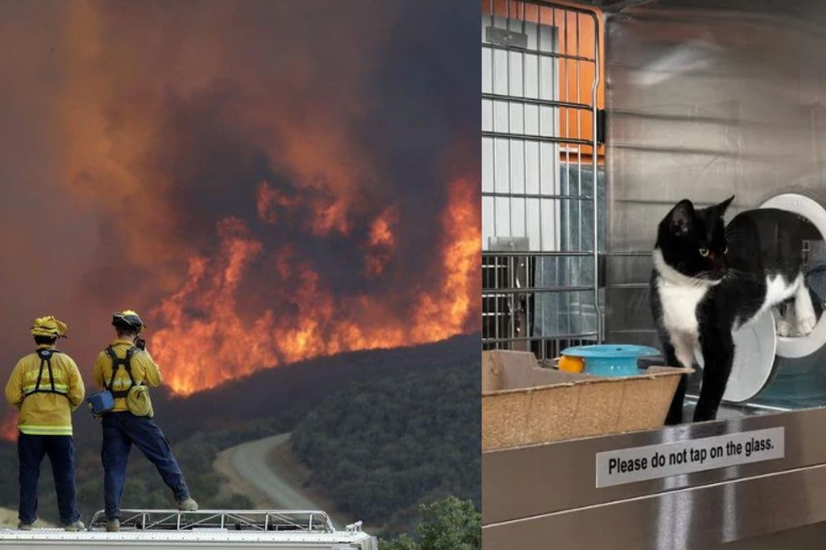 California habilita refugio para más de 400 animales afectados por incendios en Pasadena, California