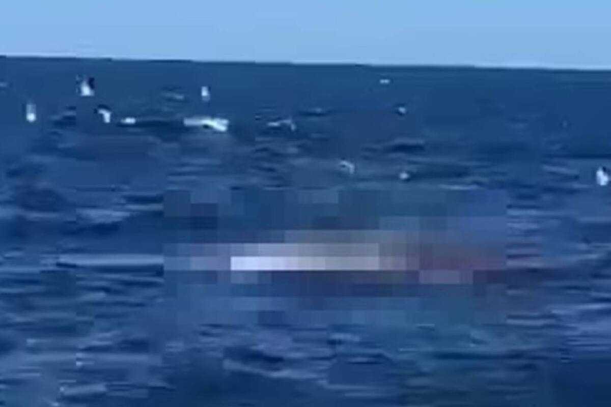 Nadador muere devorado por tiburón blanco en una playa de Australia