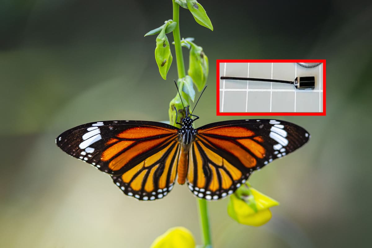 Mariposas monarca viajan de Canadá a Michoacán con microchips por primera vez