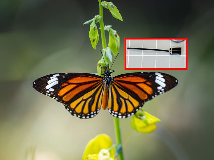 Mariposas monarca viajan de Canadá a Michoacán con microchips por primera vez