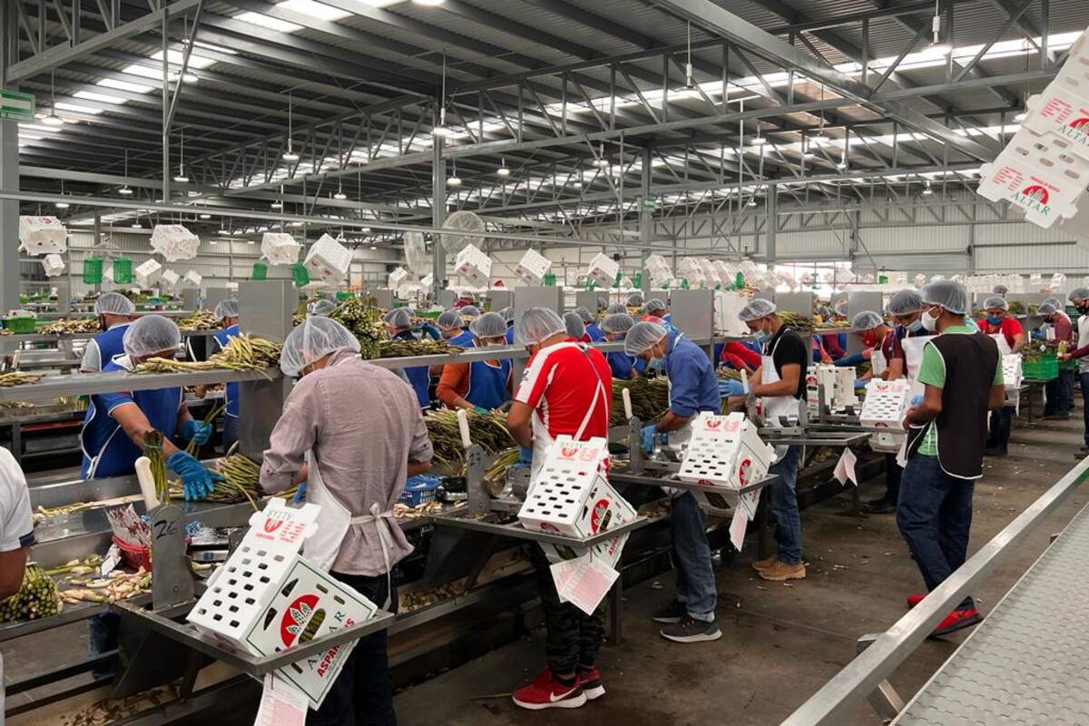 Genera espárrago 20 mil empleos en región de Caborca