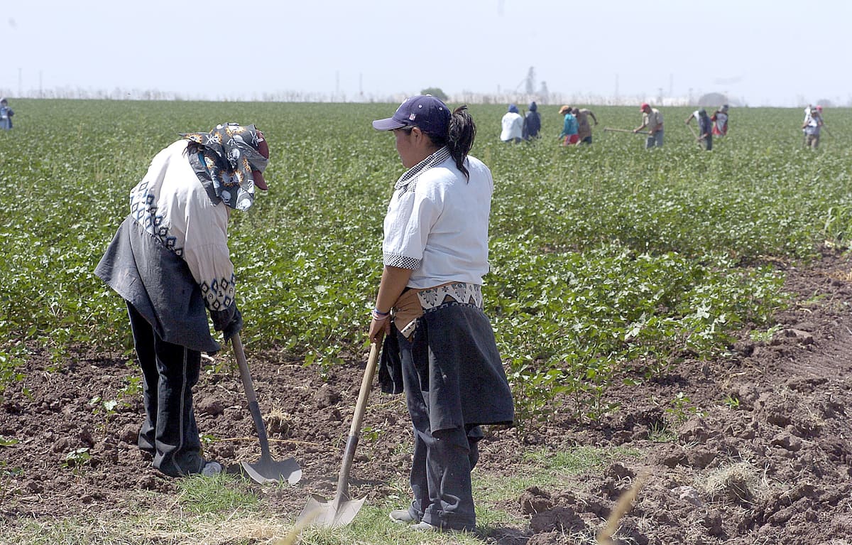 Las jornaleras son contratadas por “cuadrilleros” que transportan a las mujeres a los campos agrícolas donde desempeñan distintas labores pero sin tener servicios médicos ni otros derechos laborales. FOTO ILUSTRATIVA: BANCO DIGITAL