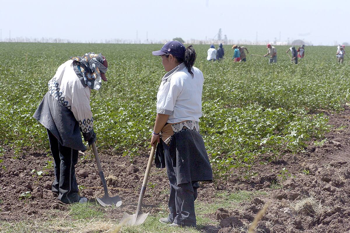 Piden atención para mujeres jornaleras de la etnia Mayo