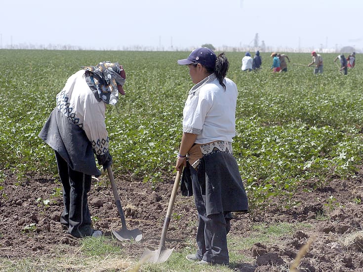 Golpea al campo de Sonora posible alza de fertilizantes de hasta 25% por conflicto entre EEUU e Irán y caída en producción