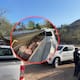 Aseguran 395 kilos de tilapia capturada de manera ilegal en la presa El Oviáchic