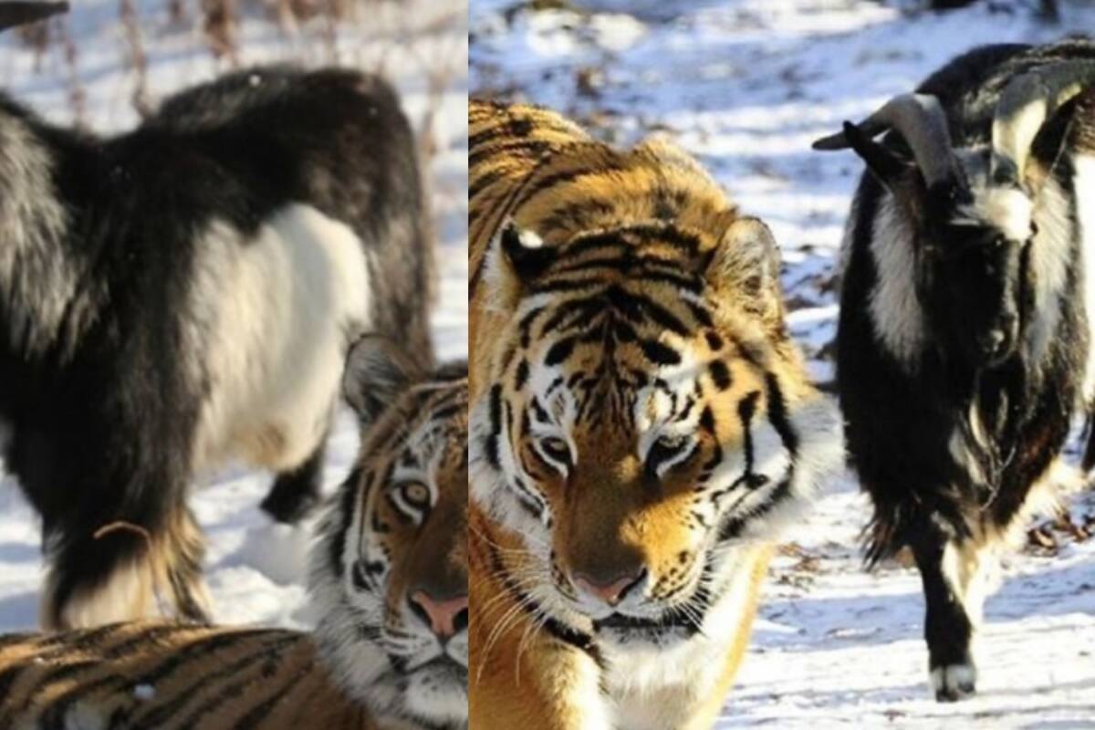 ¡Insolito caso!: Tigre se niega a comer una cabra que le dieron para alimentarse y forjan amistad