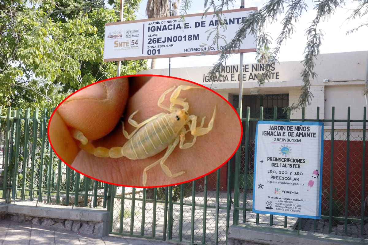 Muere niña por picadura de alacrán en Hermosillo