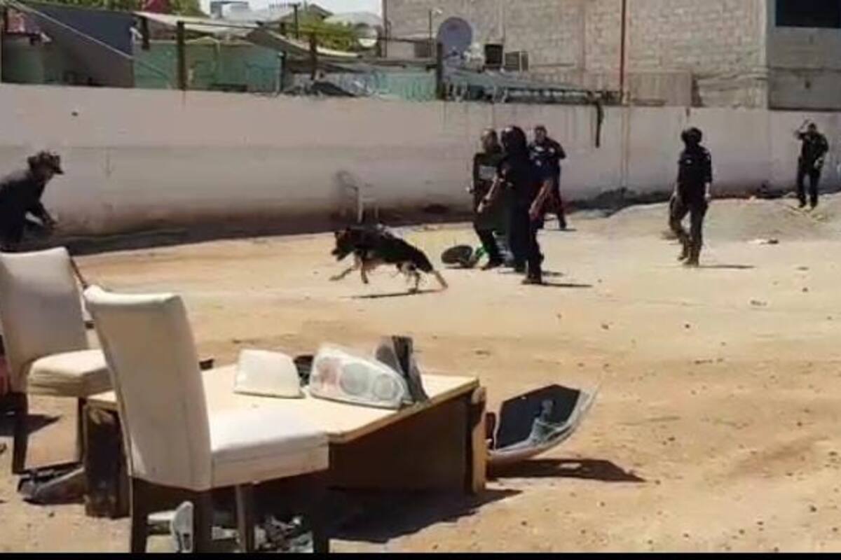 Con nuevo agente K9 neutralizan a hombre armado