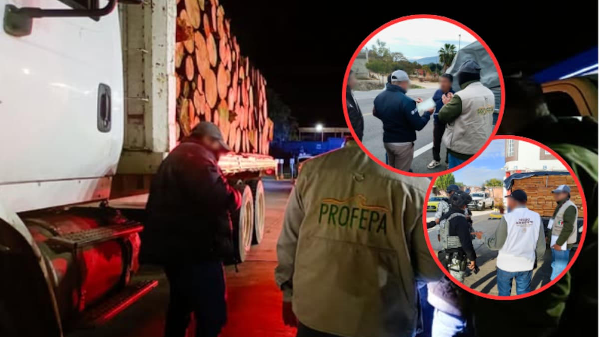 Operativo forestal en Oaxaca: Profepa asegura más de 7 m³ de madera ilegal y pone a disposición a un responsable ante la FGR