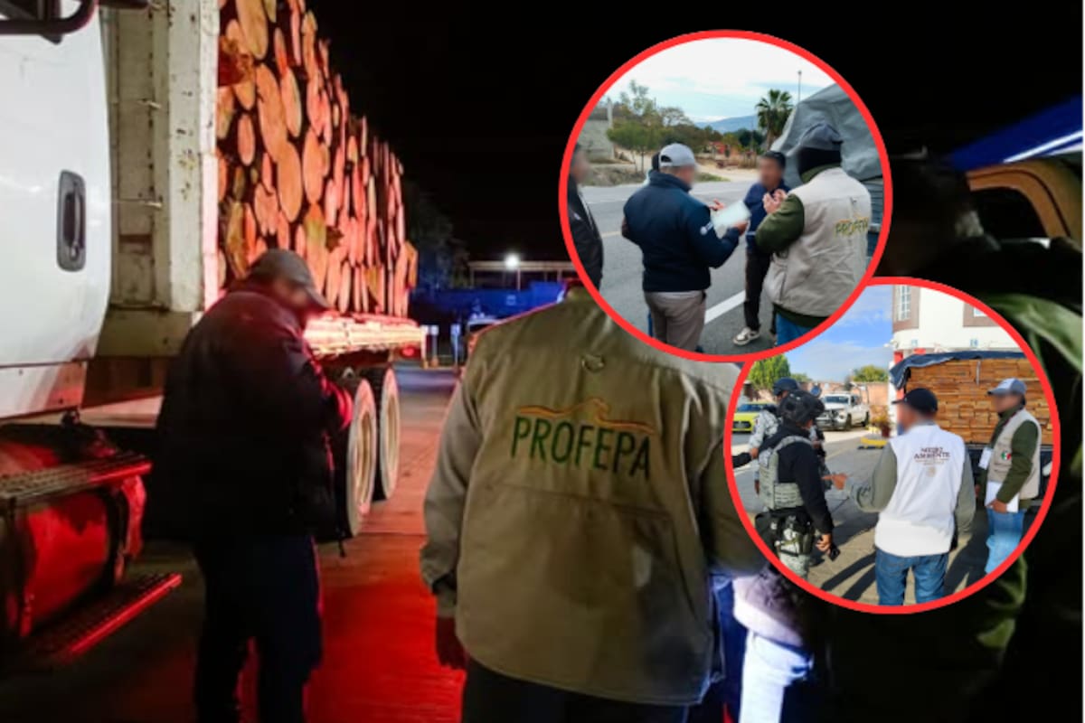 Operativo forestal en Oaxaca: Profepa asegura más de 7 m³ de madera ilegal y pone a disposición a un responsable ante la FGR
