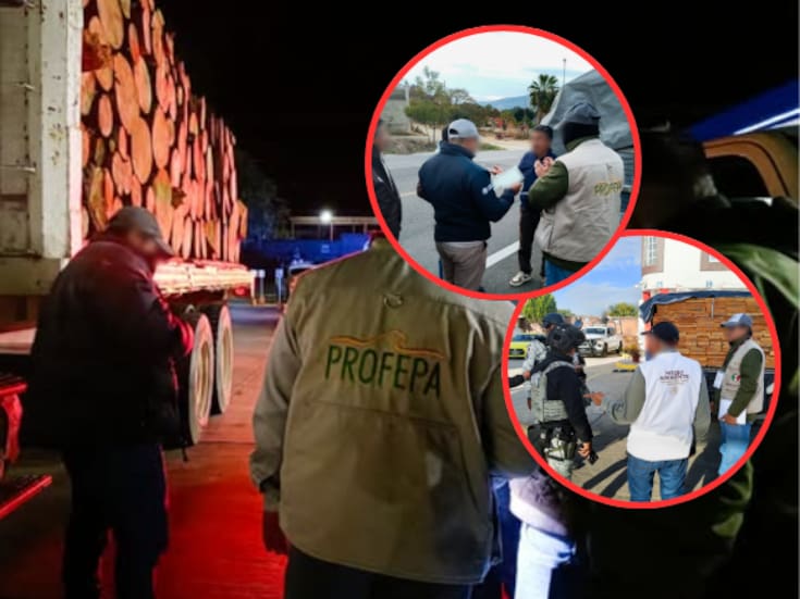 Operativo forestal en Oaxaca: Profepa asegura más de 7 m³ de madera ilegal y pone a disposición a un responsable ante la FGR