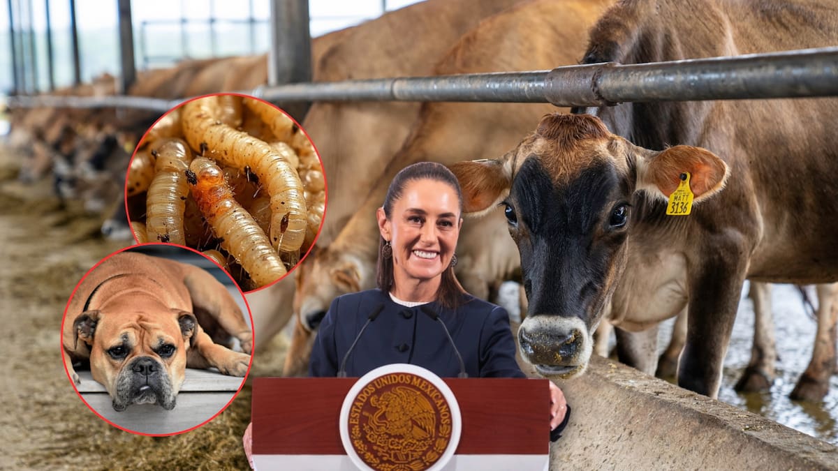 Gusano barrenador llega a su punto más al Norte en México con un caso en Monterrey, mientras EEUU mantiene cerrada la frontera a la exportación de ganado por esta plaga