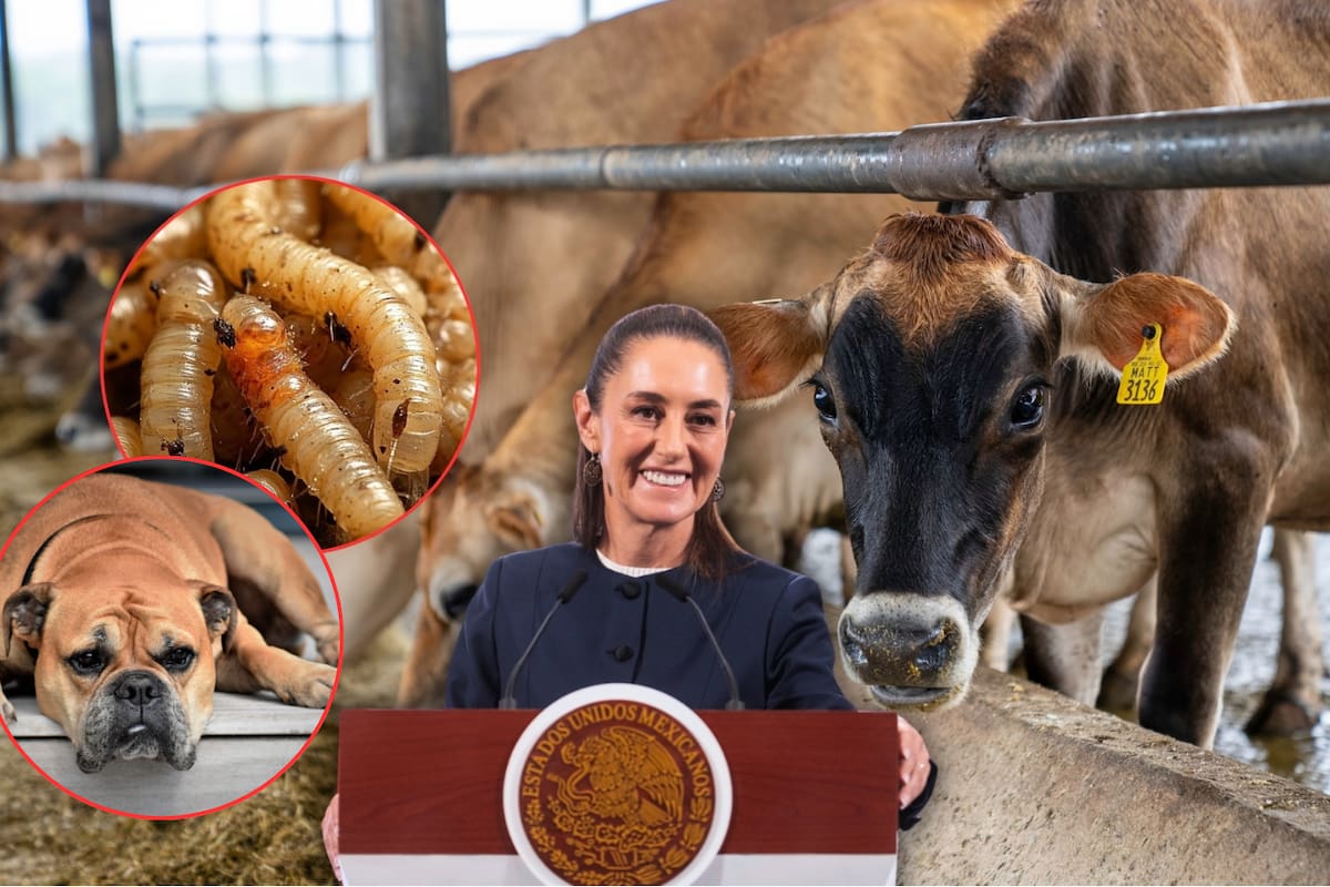 Gusano barrenador llega a su punto más al Norte en México con un caso en Monterrey, mientras EEUU mantiene cerrada la frontera a la exportación de ganado por esta plaga