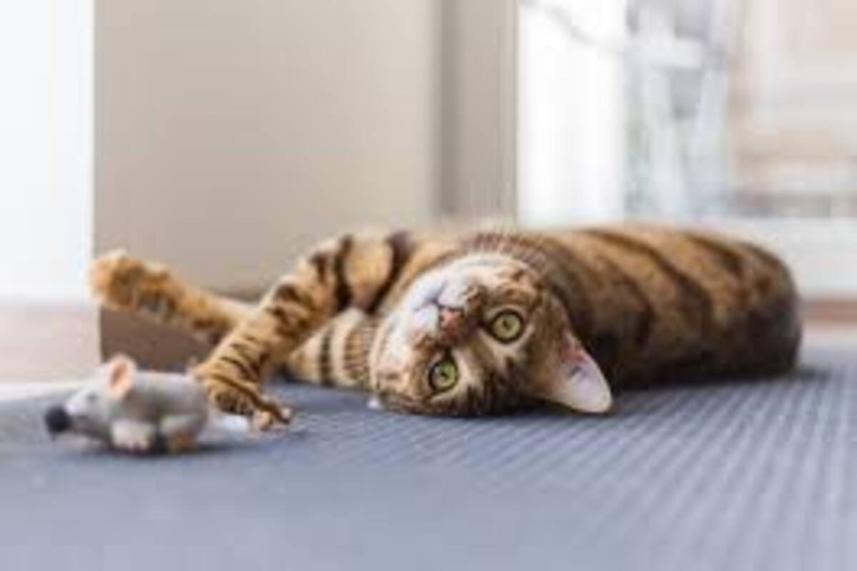Ponen cámaras en gatos domésticos para realizar investigación