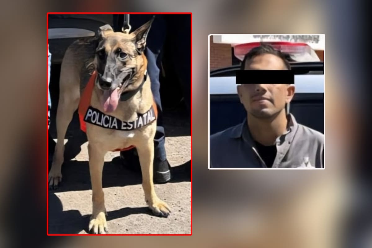 Binomio K-9 ayuda en detección de narcóticos y arresto de persona