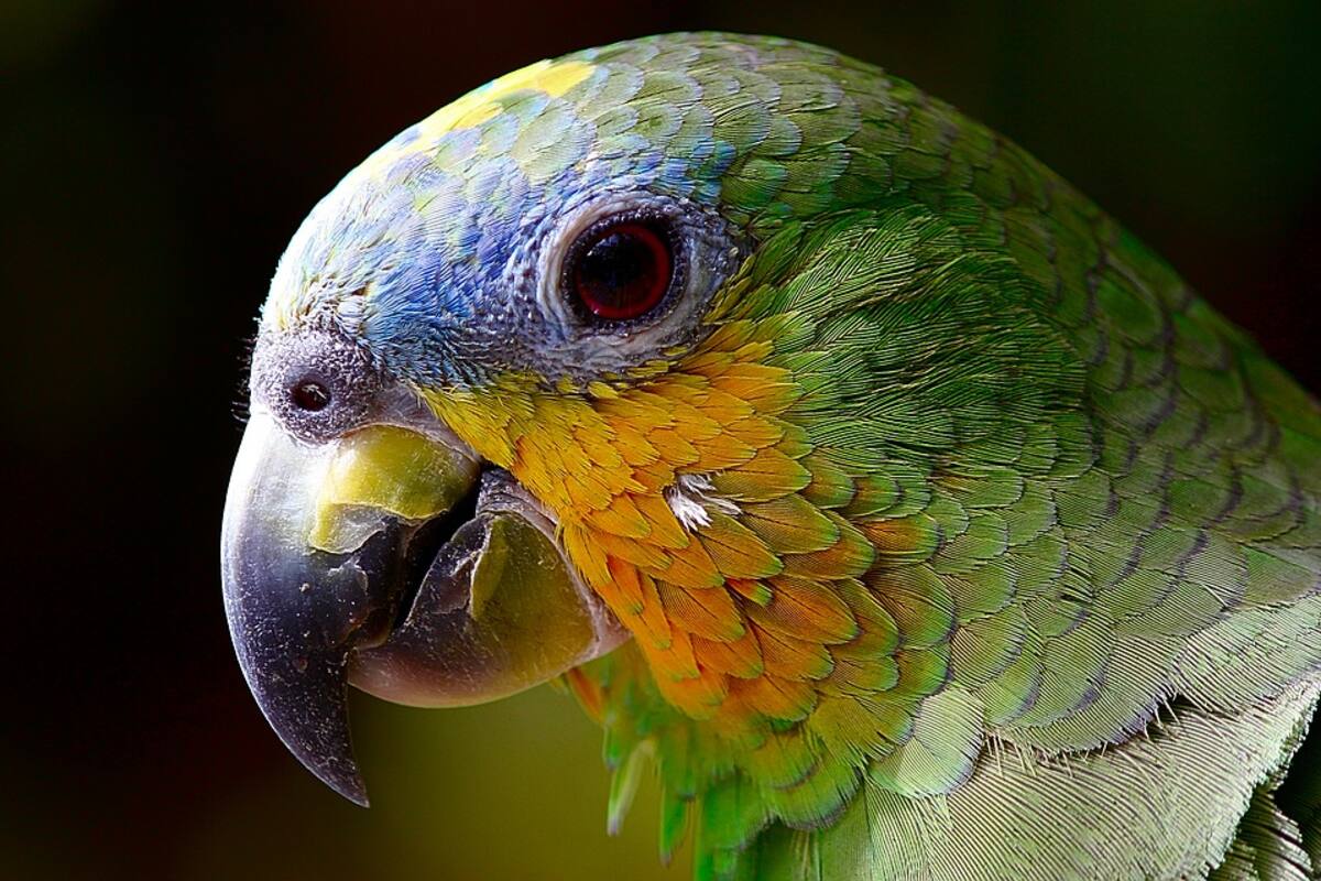 Descubren especie de loro que llegó a pesar 7 kilos