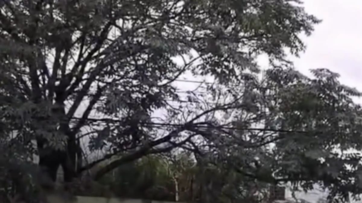 Vecinos descubren decenas de ratas viviendo en un árbol; el inusual hallazgo desata alerta sanitaria en Monterrey