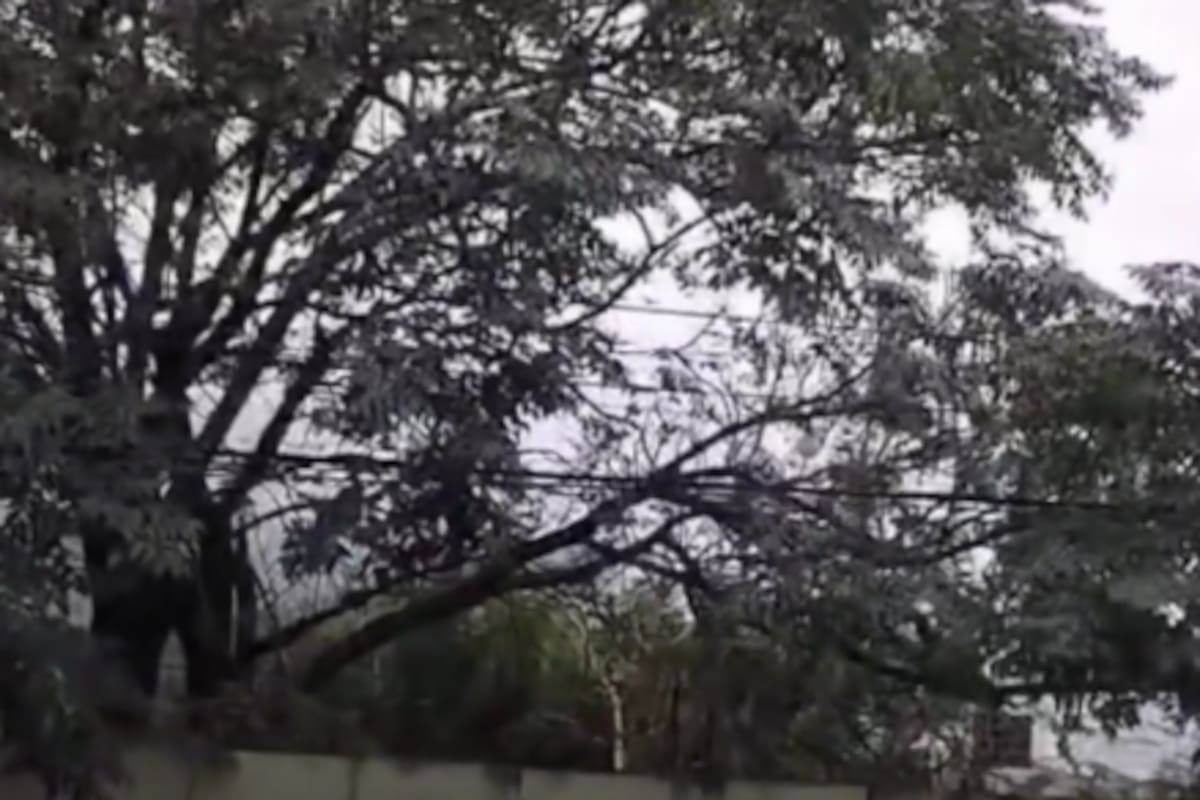 Vecinos descubren decenas de ratas viviendo en un árbol; el inusual hallazgo desata alerta sanitaria en Monterrey