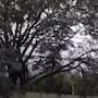 Vecinos descubren decenas de ratas viviendo en un árbol; el inusual hallazgo desata alerta sanitaria en Monterrey