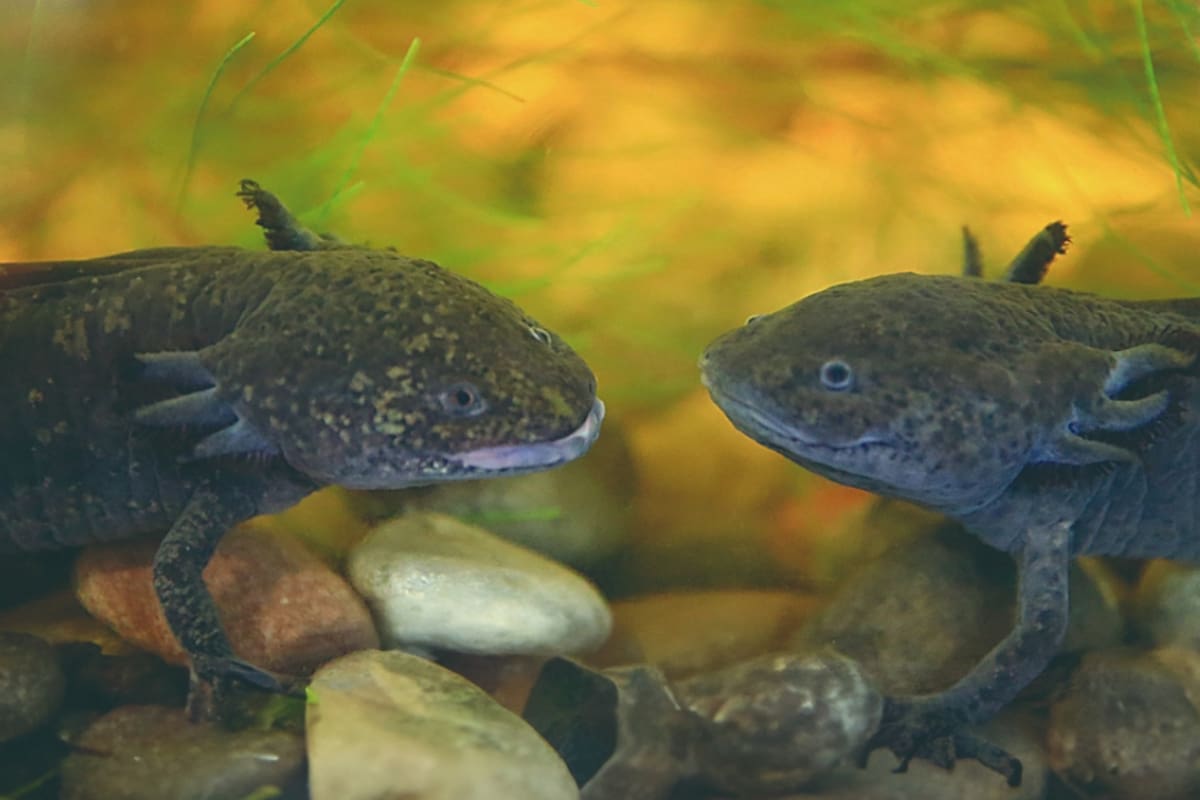 El ajolote, la especie que solo sobrevive de forma natural en México, tendrá un nuevo santuario en Xochimilco donde científicos buscarán demostrar que recuperar su hábitat puede ser la mejor oportunidad para evitar su desaparición
