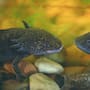El ajolote, la especie que solo sobrevive de forma natural en México, tendrá un nuevo santuario en Xochimilco donde científicos buscarán demostrar que recuperar su hábitat puede ser la mejor oportunidad para evitar su desaparición