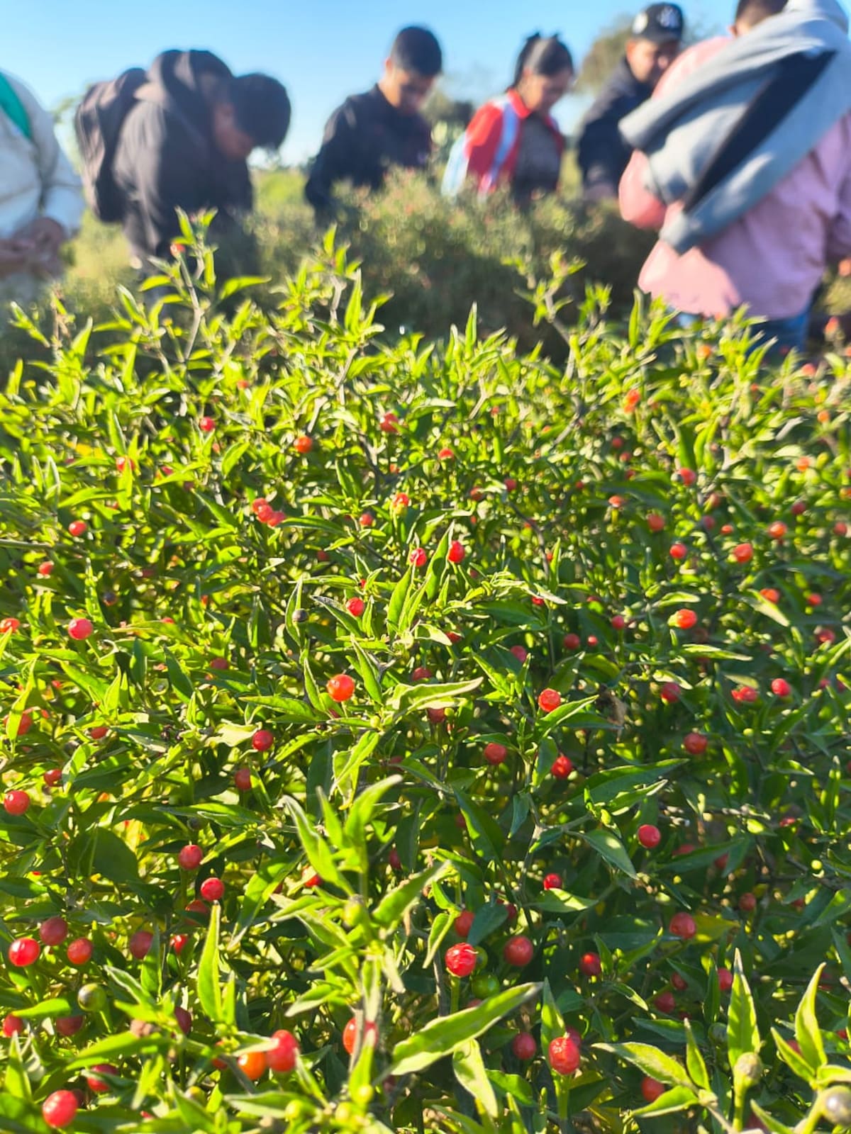 Estudiantes de Etchojoa logran chiltepín más resistente al calor y con el mismo picor del silvestre. (Foto: Cortesía)