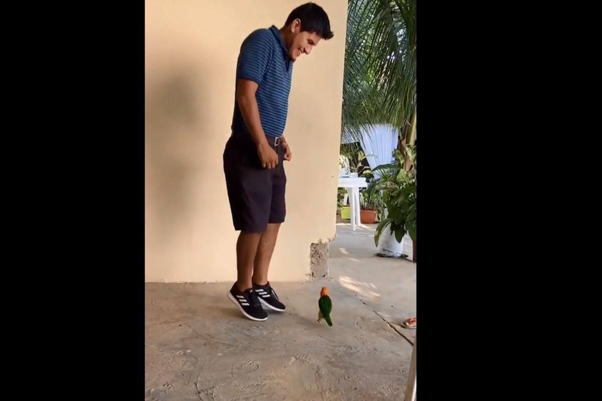 Loro imita a su dueño al ritmo de la canción “Eso Tilín”