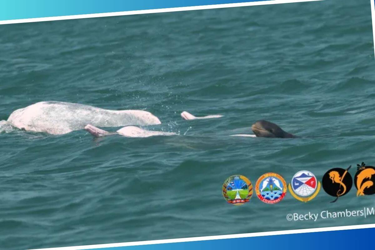 Delfines rosados adoptan bebé de otra especie de forma inexplicable